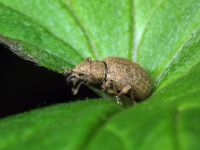 Sciaphilus asperatus