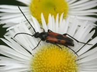 Stenurella bifasciata