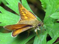 Ochlodes sylvanus