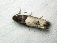 Notocelia roborana