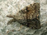 Lymantria dispar