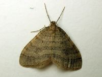 Operophtera brumata