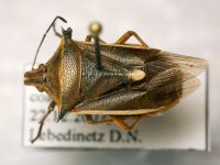 Andrallus spinidens
