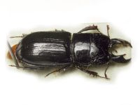 Ceruchus chrysomelinus