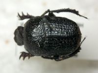 Gymnopleurus flagellatus