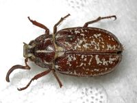 Polyphylla fullo
