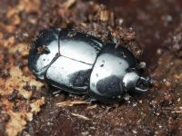 Hololepta plana