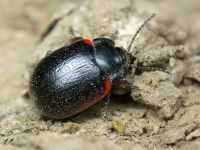 Chrysolina sanguinolenta