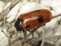 Clytra quadripunctata