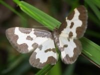 Lomaspilis marginata