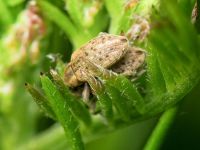 Hypera (Hypera) viciae