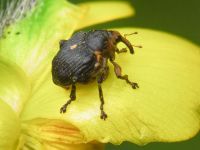 Mononychus punctumalbum