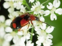 Lebia cruxminor