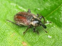 Hypera (Hypera) postica