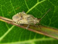 Stictopleurus punctatonervosus
