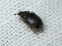 Cercyon laminatus