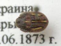 Odontoscelis (Odontoscelis) lineola