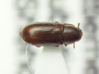 Orthocis pseudolinearis