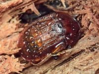 Phosphuga atrata