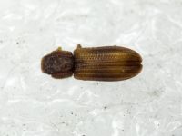 Bitoma crenata