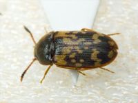 Mycetophagus ciscaucasicus