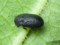Melanimon tibiale