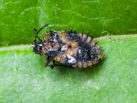 Dictyla rotundata
