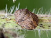 Psacasta (Cryptodontus) neglecta