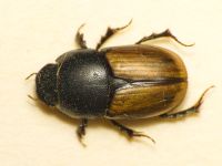 Colobopterus erraticus