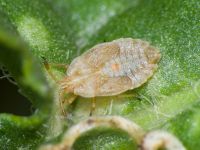 Tingis (Tingis) cardui