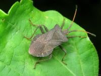 Coreus marginatus