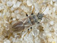 Camptotelus lineolatus