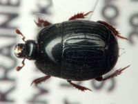Atholus duodecimstriatus