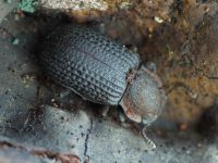 Bolitophagus reticulatus
