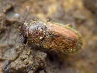 Cryptophagus lycoperdi