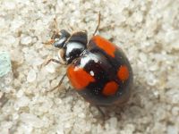 Adalia bipunctata