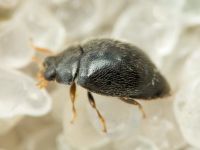 Stethorus punctillum