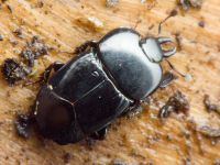 Hololepta plana