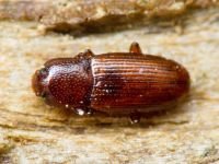 Cerylon ferrugineum