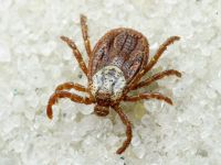 Arachnida