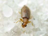 Melanophthalma