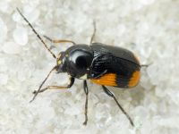 Cryptocephalus (Cryptocephalus) moraei