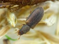 Synchita separanda