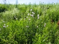 Lavatera
