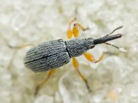 Rhopalapion longirostre