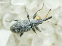 Squamapion elongatum