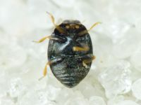 Stethorus punctillum