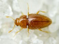 Mycetaea subterranea