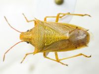Oebalus pugnax