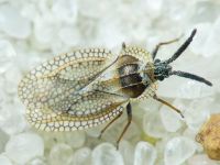 Dictyonota strichnocera